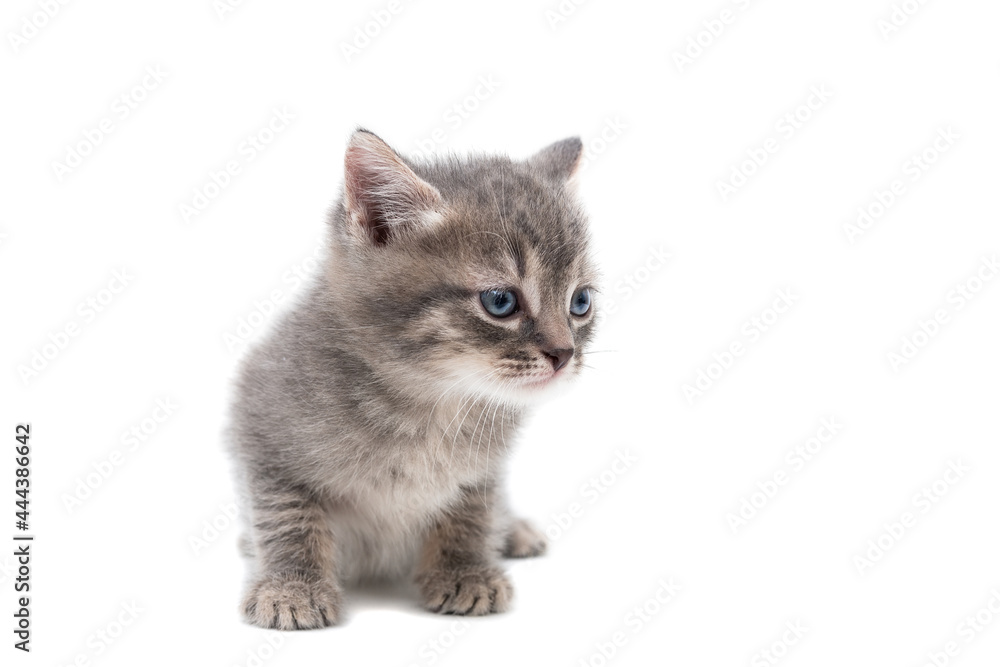 Gray kitten isolated on a white background.