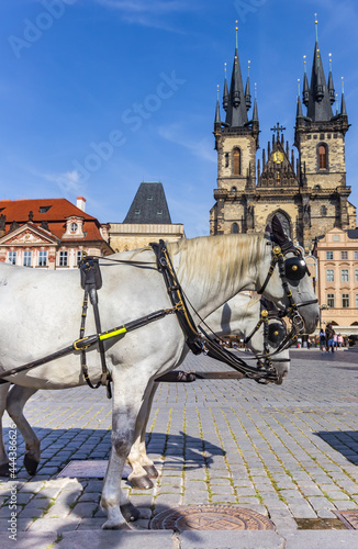 White horse in front of the Tyn church on the old town square of Prague, Czech Republic