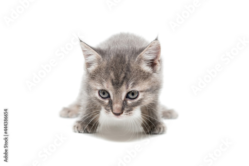 Fototapeta Naklejka Na Ścianę i Meble -  Gray kitten isolated on a white background.