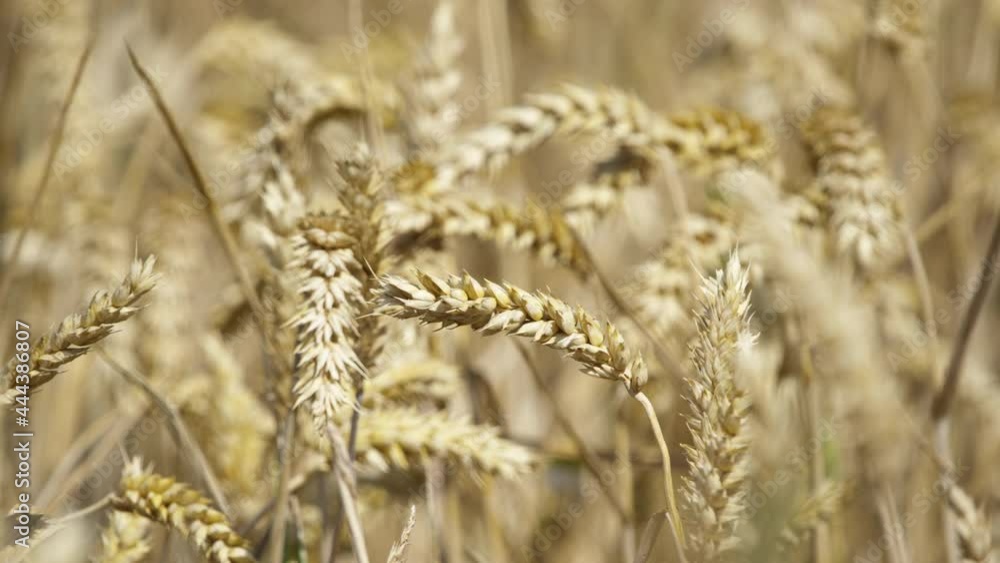 wind in a cornfield, agriculture wind in a cornfield, agriculture