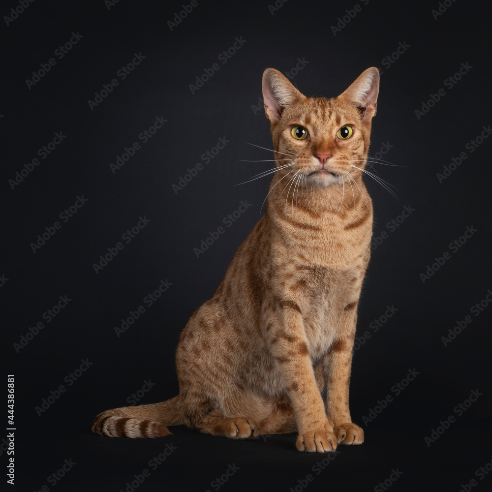 Handsome young adult Ocicat cat, sitting facing front. Looking towards camera. Isolated on a black background.