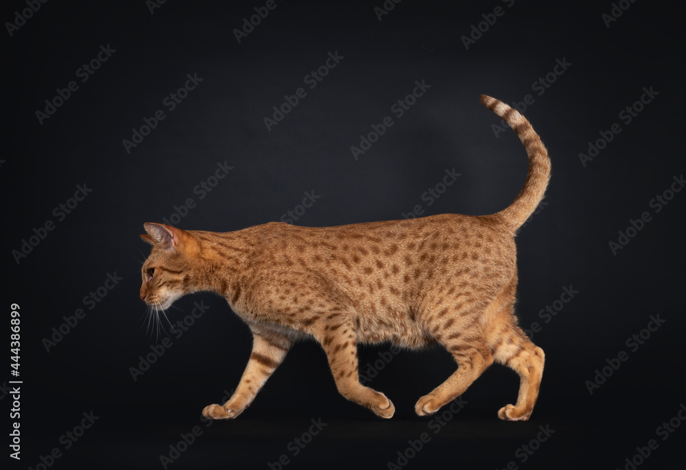 Naklejka premium Handsome young adult Ocicat cat, walking side ways. Looking straight ahead away from camera. Isolated on a black background.Adult Ocicat cat on black background