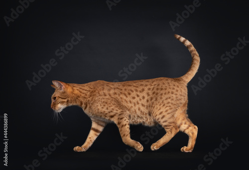 Handsome young adult Ocicat cat, walking side ways. Looking straight ahead away from camera. Isolated on a black background.Adult Ocicat cat on black background photo