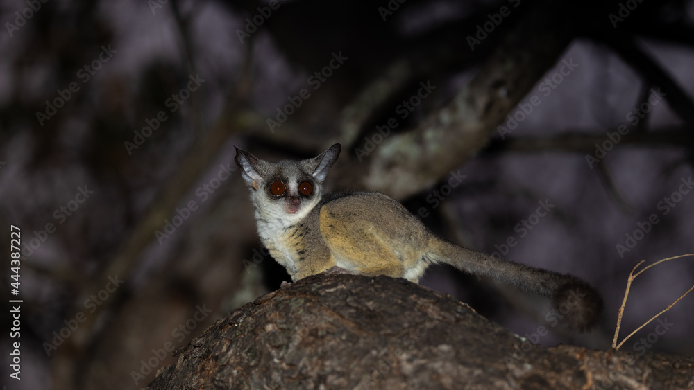 lesser bushbaby at night in a tree lesser bushbaby at night in a tree