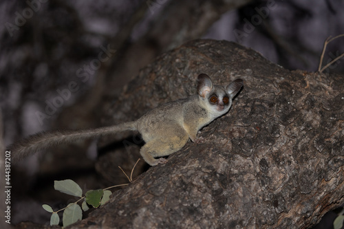 lesser bushbaby at night in a tree