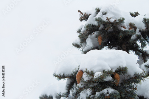 A snow-covered fir tree on a white background. Christmas cardю