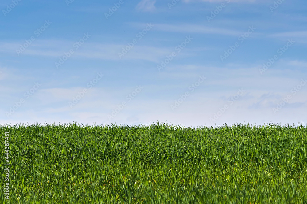 Dense green grass against the blue sky Dense green grass against the blue sky