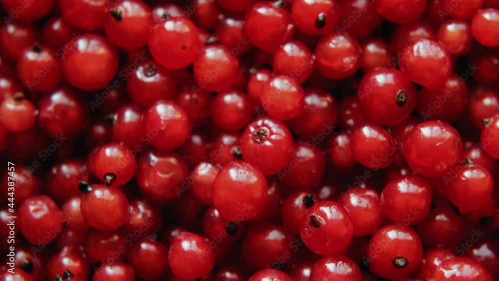 Red currant berries rotating. Macro shot of ripe redcurrant. Food background. Red currant berries rotating. Macro shot of ripe redcurrant. Food background.