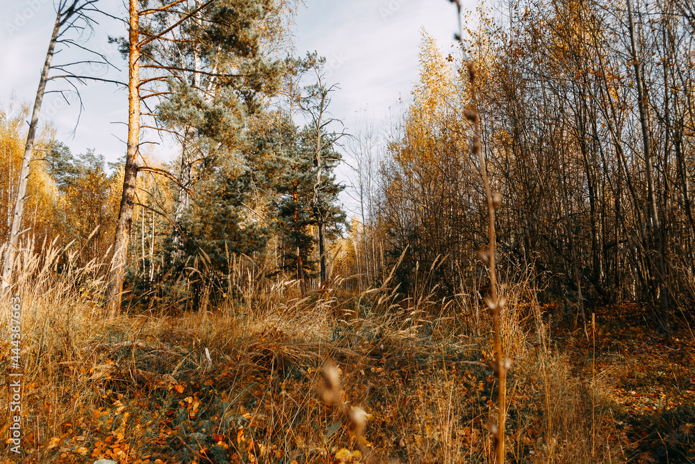 Autumn mixed forest in the rays of the sun. Pines, birches, firs in yellow falling leaves. Autumn landscape