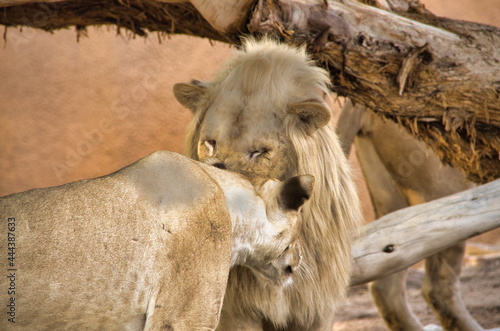 Lion and Lioness cuddling in their den