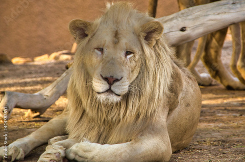 An adult lion lounges in its den