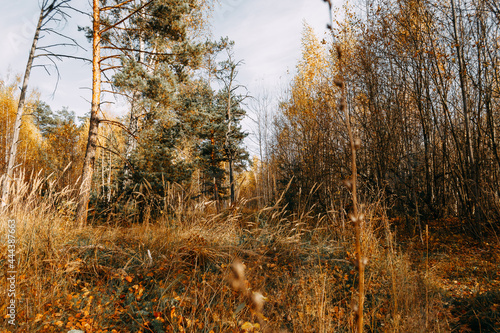 Obraz na płótnie Autumn mixed forest in the rays of the sun. Pines, birches, firs in yellow falling leaves. Autumn landscape w salonie