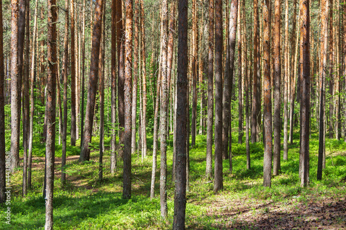 Fototapeta Naklejka Na Ścianę i Meble -  Pine trees in a forest in northern Russia on a sunny summer day. Coniferous forests of the middle latitude. Straight vertical tree trunks.