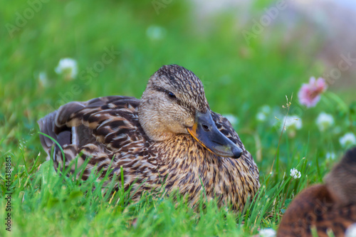 Mallard ducks (Anas platyrhynchos) relax on the shore of the lake in the grass on a hot summer day.
