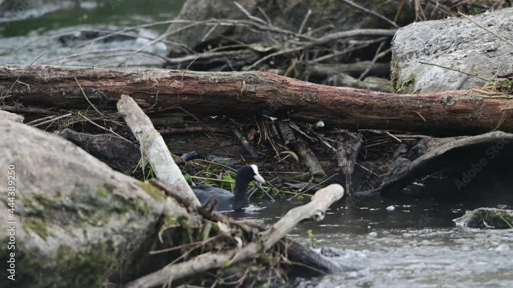 Coot is looking for material for nest building in the river, summer, (fulica atra), germany
Coot is looking for material for nest building in the river, summer, (fulica atra), germany