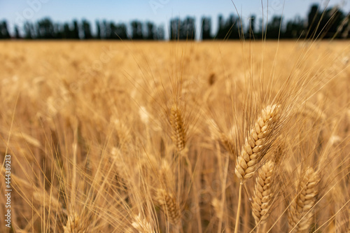 Ripe barley cultivation and rural road with trees, Parma, Italy