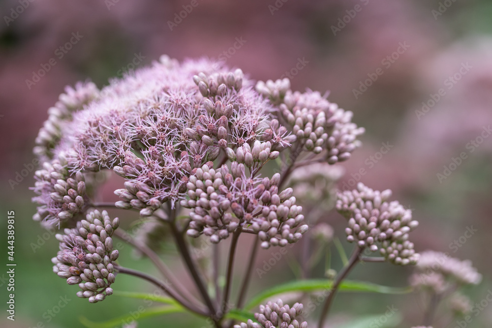 Summer flowering bright pink flowers of a purple herbaceous Joe Pye cannabis plant (Eupatorium purpureum). Summer flowering bright pink flowers of a purple herbaceous Joe Pye cannabis plant (Eupatorium purpureum).