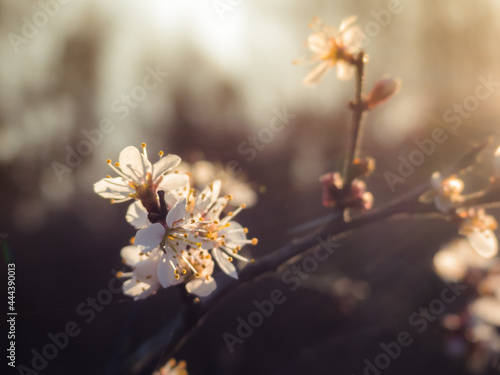 Białe wiosenne kwiaty w blasku porannego słońca