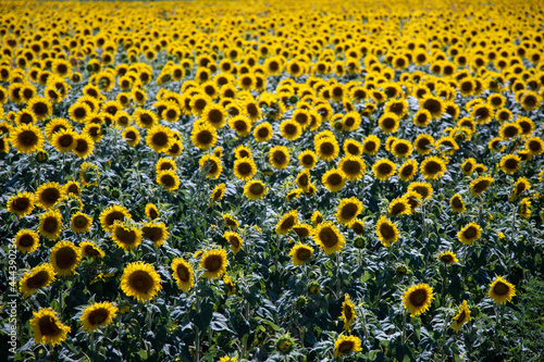 sunflowers field in a sunny summer day