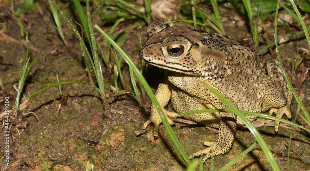 Beautiful brown patterned toad sitting in grass Beautiful brown patterned toad sitting in grass