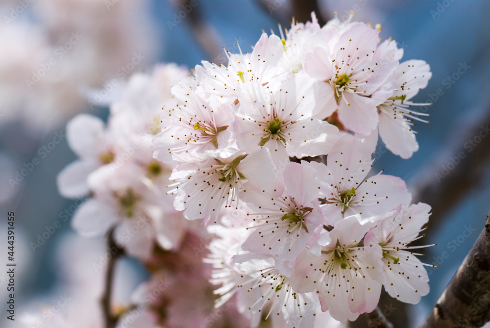Beautiful cherry blossoms are blooming in Alishan Forest Recreation Area in Chiayi, Taiwan. Beautiful cherry blossoms are blooming in Alishan Forest Recreation Area in Chiayi, Taiwan.