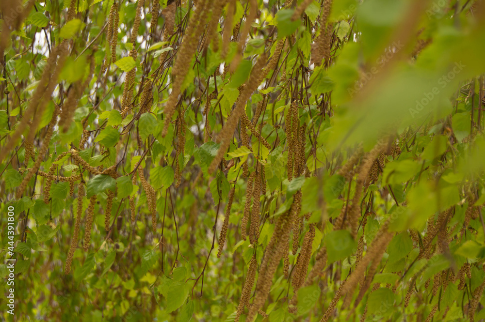 background of birch leaves with buds on the branches. Birch tree, leaves, buds, spring, background, texture, nature background of birch leaves with buds on the branches. Birch tree, leaves, buds, spring, background, texture, nature
