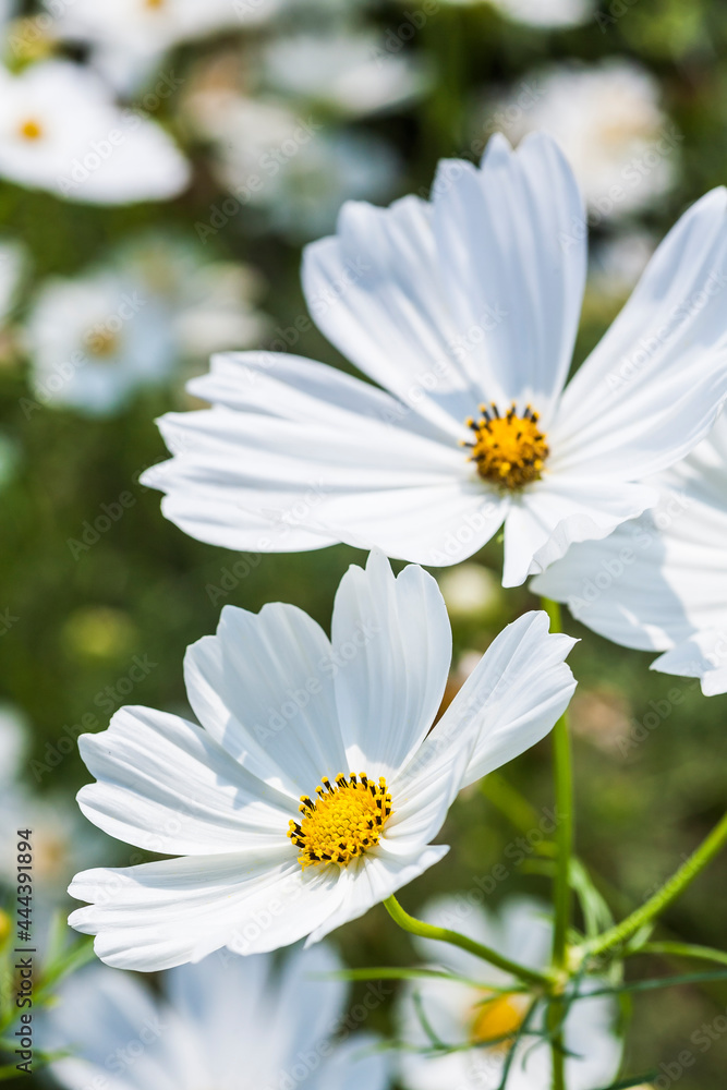 Obraz premium Close-up colorful cosmos flowers with the blurry background