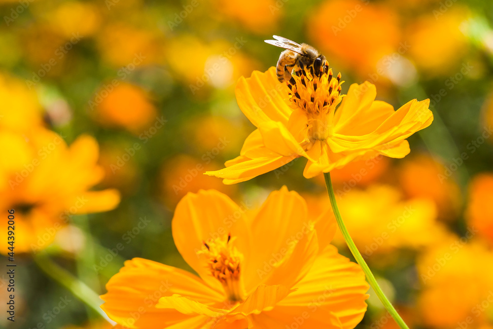 Close-up cosmos flowers with the bee in the outdoor garden. Close-up cosmos flowers with the bee in the outdoor garden.