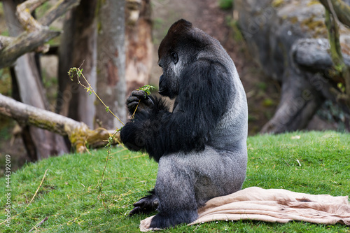 Gorilla Mann Zoo Schmieding Austria photo