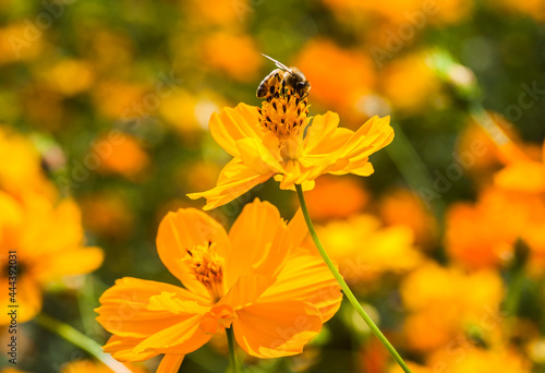 Close-up of cosmos flowers with the bee in the outdoor garden.