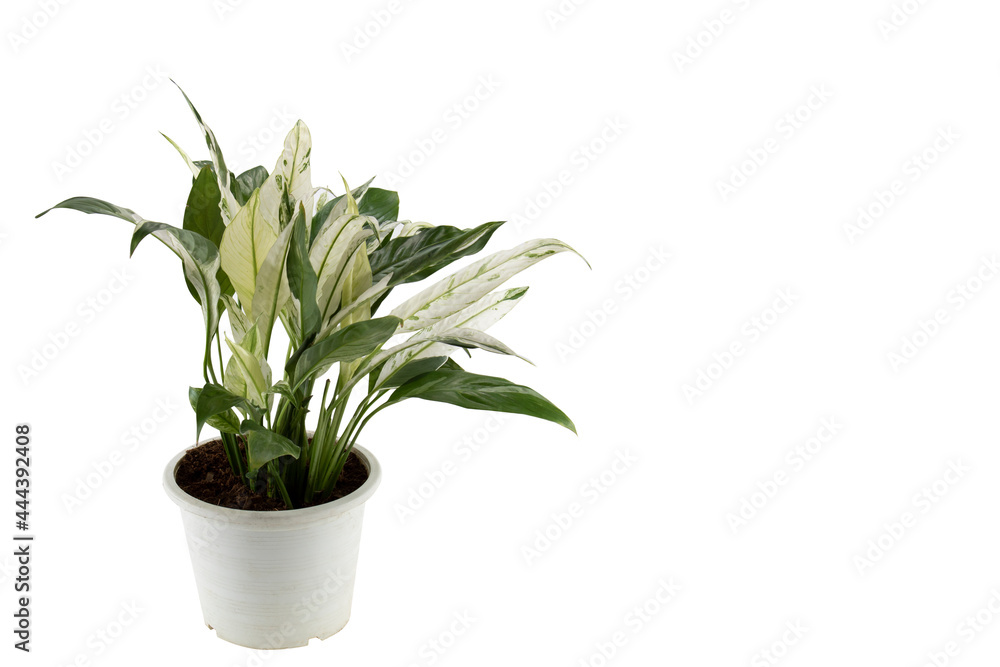 Spathiphyllum, Peach Lily house plant in a white pot isolated on white background. Spathiphyllum, Peach Lily house plant in a white pot isolated on white background.
