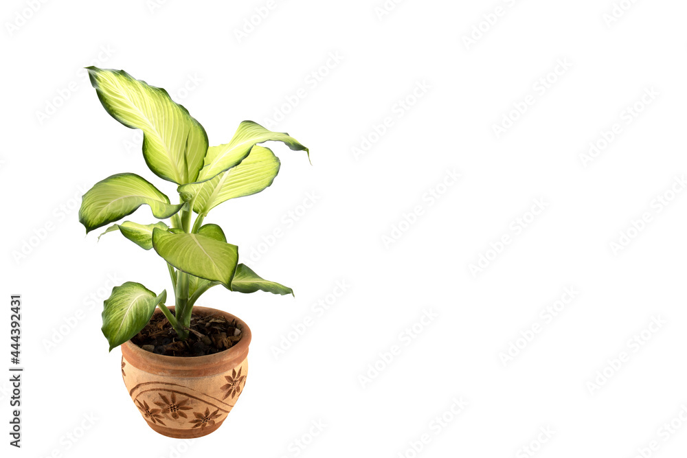 Beautiful Pisonia grandis R.Br., Dumbcane, Diffenbachia in a white plastic pot isolated on white background. Beautiful Pisonia grandis R.Br., Dumbcane, Diffenbachia in a white plastic pot isolated on white background.