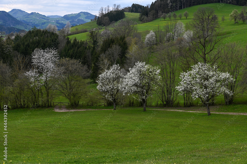 Naklejka premium Mostviertel