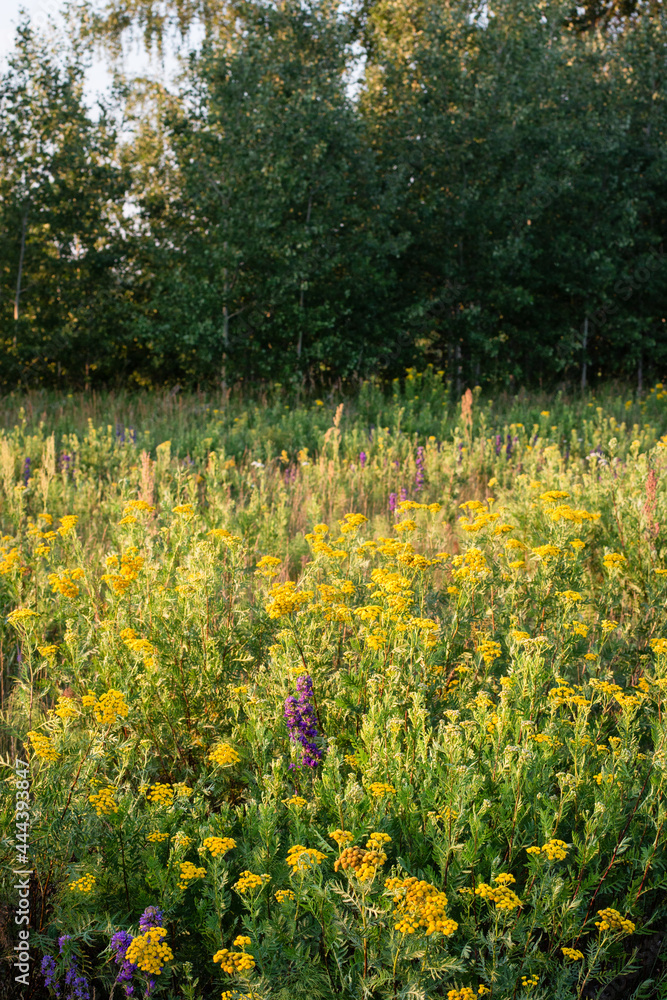 Obraz premium Scenery. A forest glade with blooming yellow wildflowers against a background of green trees. July evening, setting sun, good weather.