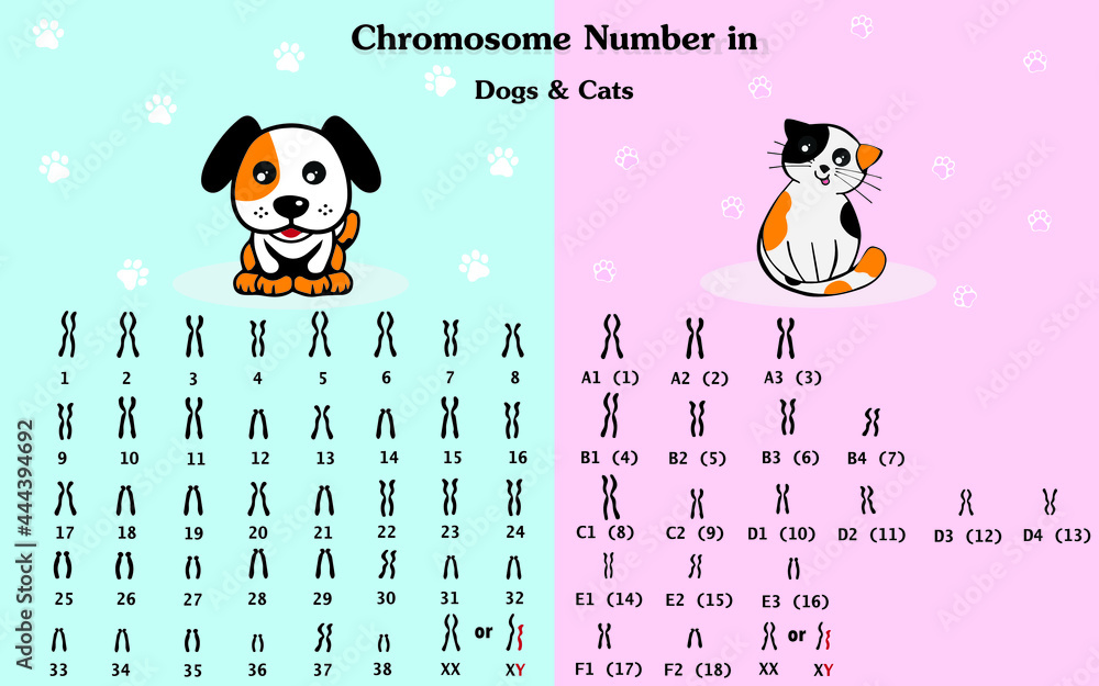 Chromosome number in dog and cat. Dog and cat karyotype diagram. Stock