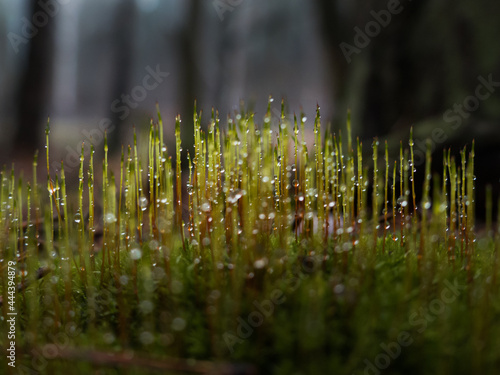 Krople wody na mchu w lesie po deszczu