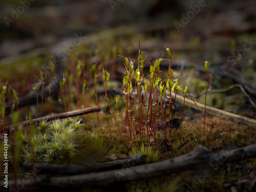 Krople wody na mchu w lesie po deszczu photo