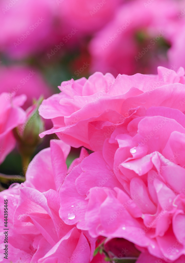 水滴の付いたピンクのバラ