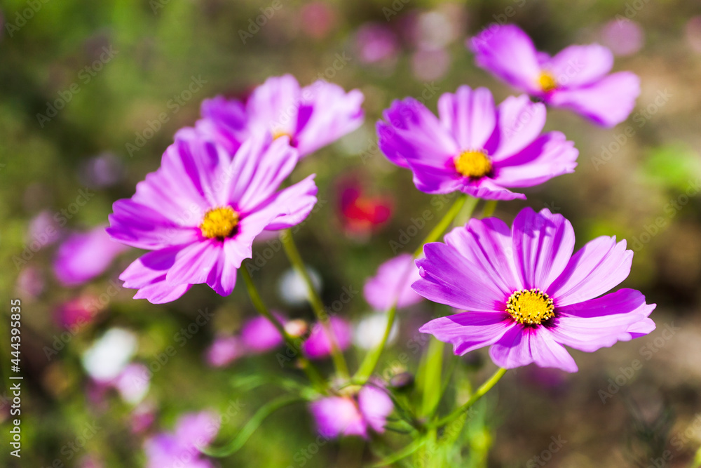 Beautiful colorful cosmos flowers blooming in the garden. Beautiful colorful cosmos flowers blooming in the garden.