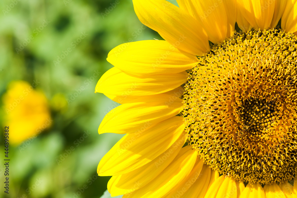 Yellow sunflower growing in the garden Yellow sunflower growing in the garden