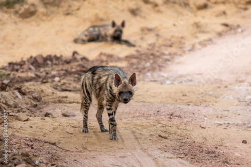 Fotografia Striped hyena portrait on forest track with a road block during outdoor jungle s