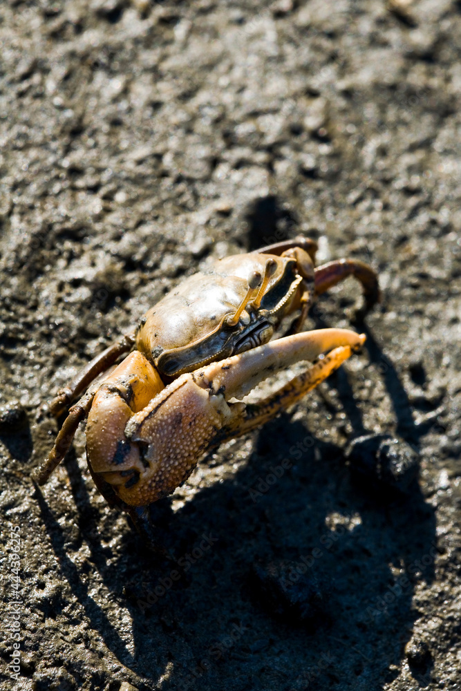 Close-up Fiddler Crab walking in the mud Close-up Fiddler Crab walking in the mud