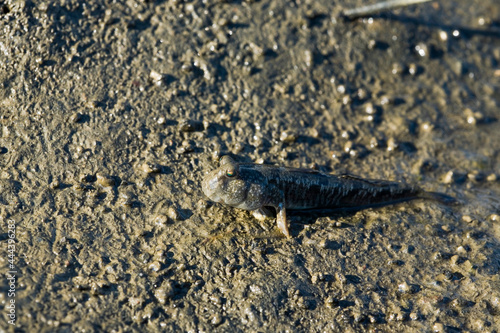 Amphibious fish feeding on the mud.