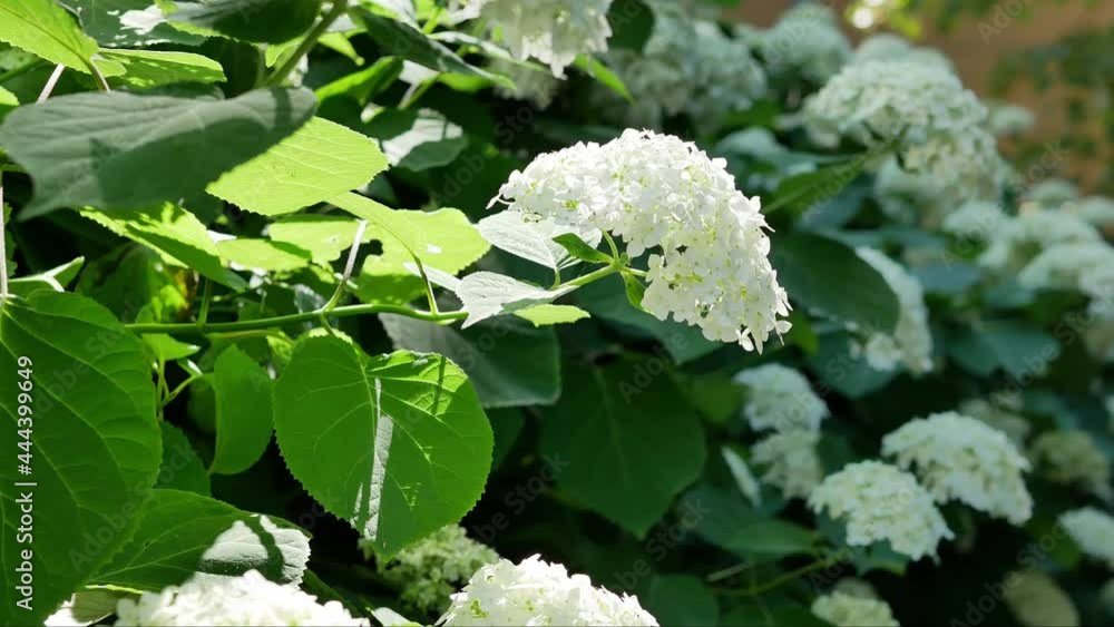 Flowers Hydrangea arborescens 'Grandiflora' White Round Flower Heads Flowers Hydrangea arborescens 'Grandiflora' White Round Flower Heads