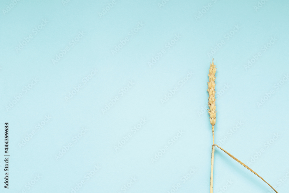 minimal nature background with dry wheat on blue paper background with free space for text minimal nature background with dry wheat on blue paper background with free space for text