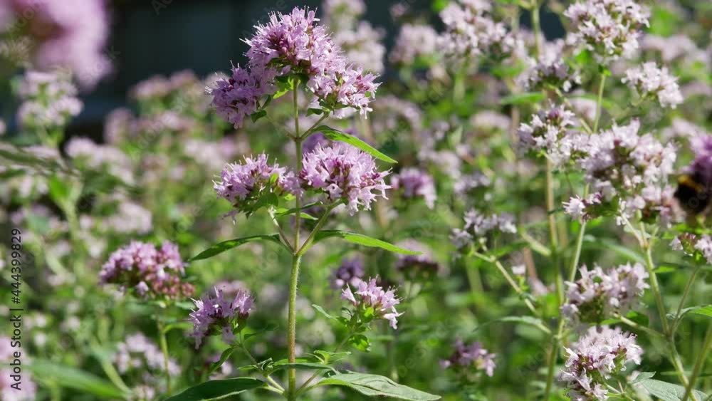 Origanum (oregano). Flowers of origanum vulgare in summertime. Medicinal and aromatic herbs in the garden Origanum (oregano). Flowers of origanum vulgare in summertime. Medicinal and aromatic herbs in the garden