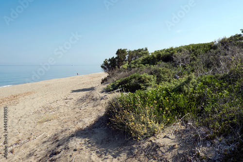  Tuscan vegetation of mediterranean scrub on sand dunes. The long beach of Rimigliano Nature Reserve.  The park is in area of San Vincenzo, Livorno province, Tuscany
