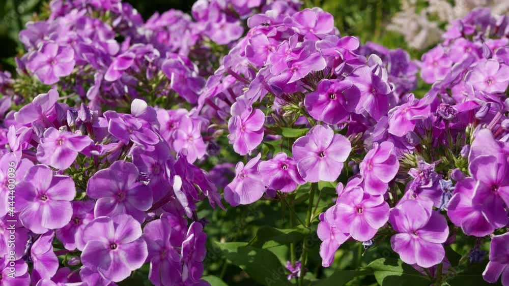 Phlox paniculata flower with pink or purple flowers close-up. Phlox paniculata is a beautiful flowering plant for gardening Phlox paniculata flower with pink or purple flowers close-up. Phlox paniculata is a beautiful flowering plant for gardening