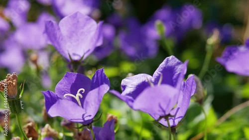 Blossoming Campanula carpatica in garden. Beautiful blue flowers of the Campanula carpatica