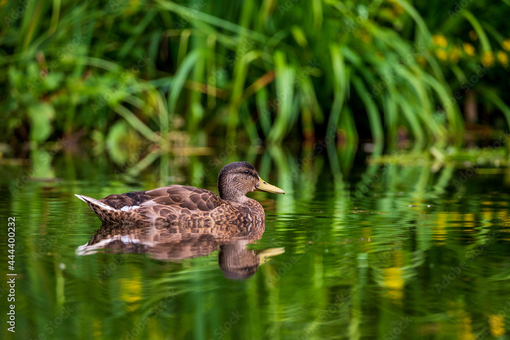 a swimming mallard on the lake a swimming mallard on the lake